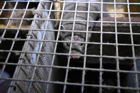 Urge LVMH to Ban Fur From Its Brands Louis Vuitton, Fendi, Dior!